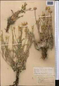 Наголоватка Крашенинникова Iljin, Средняя Азия и Казахстан, Муюнкумы, Прибалхашье и Бетпак-Дала (M9) (Казахстан)