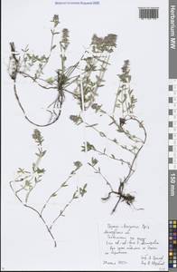 Thymus pannonicus All., Восточная Европа, Московская область и Москва (E4a) (Россия)