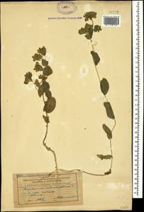 Володушка круглолистная L., Кавказ, Азербайджан (K6) (Азербайджан)