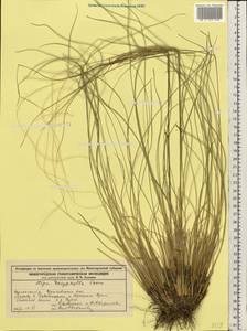 Ковыль опушеннолистный (Lindem.) Czern. ex Trautv., Восточная Европа, Волжско-Камский район (E7) (Россия)