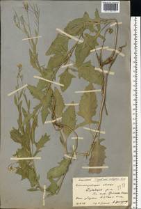 Гулявник волжский M.Bieb. ex E.Fourn., Восточная Европа, Нижневолжский район (E9) (Россия)