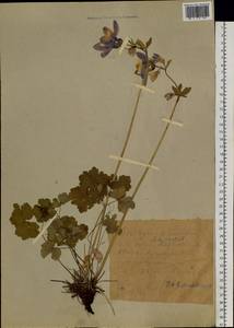 Водосбор сибирский Lam., Сибирь, Западный (Казахстанский) Алтай (S2a) (Казахстан)