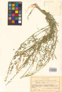 Резеда желтая L., Восточная Европа, Южно-Украинский район (E12) (Украина)