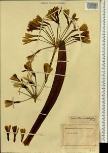 Agapanthus africanus (L.) Hoffmanns., Африка (AFR) (Неизвестно)