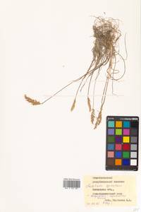 Koeleria spicata (L.) Barberá, Quintanar, Soreng & P.M.Peterson, Сибирь, Чукотка и Камчатка (S7) (Россия)