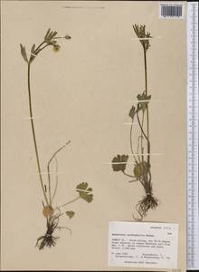 Ranunculus cardiophyllus Hook., Америка (AMER) (США)