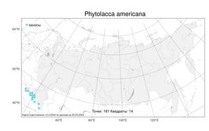 Phytolacca americana, Лаконос американский L., Атлас флоры России (FLORUS) (Россия)