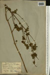 Белокудренник черный L., Восточная Европа, Ростовская область (E12a) (Россия)