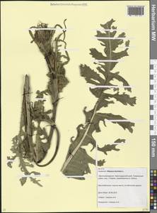 Ворсянка разрезная L., Кавказ, Краснодарский край и Адыгея (K1a) (Россия)