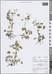 Кислица торчащая L., Восточная Европа, Нижневолжский район (E9) (Россия)