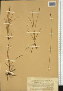 Carex foetida All., Западная Европа (EUR) (Швейцария)