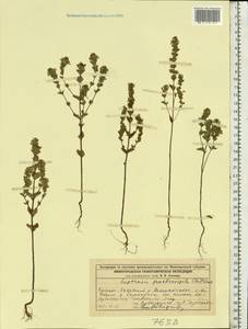 Euphrasia ×vernalis List, Восточная Европа, Волжско-Камский район (E7) (Россия)