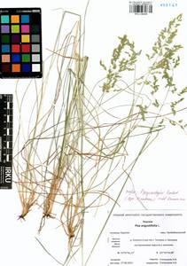 Poa pratensis subsp. pratensis, Сибирь, Прибайкалье и Забайкалье (S4) (Россия)