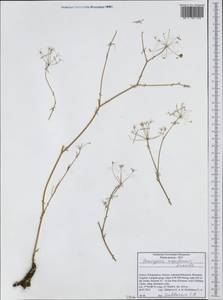 Скалигерия рапсовидная (Willd. ex Spreng.) Grande, Западная Европа (EUR) (Греция)