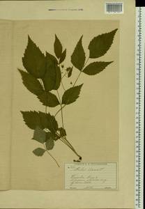 Малина обыкновенная L., Восточная Европа, Московская область и Москва (E4a) (Россия)