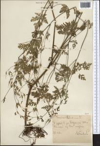 Герань Роберта L., Средняя Азия и Казахстан, Западный Тянь-Шань и Каратау (M3) (Узбекистан)