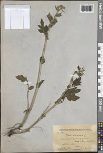 Гравилат аллепский Jacq., Восточная Европа, Центральный лесостепной район (E6) (Россия)