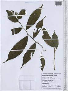 Streblus macrophyllus Bl., Зарубежная Азия (ASIA) (Вьетнам)