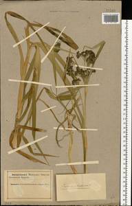 Камыш лесной L., Восточная Европа, Северный район (E1) (Россия)