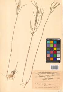 Желтушник развесистый Ehrh., Восточная Европа, Центральный лесостепной район (E6) (Россия)