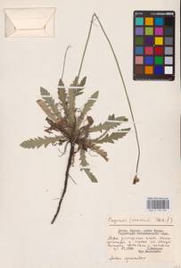 Мак, Восточная Европа, Литва (E2a) (Литва)