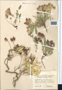 Astragalus lasiocalyx Gontsch., Средняя Азия и Казахстан, Западный Тянь-Шань и Каратау (M3) (Узбекистан)
