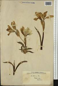 Iris lutescens Lam., Западная Европа (EUR) (Северная Македония)