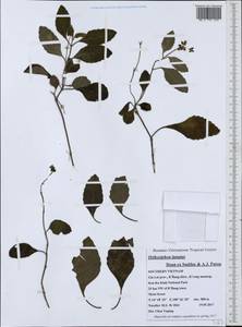 Orthosiphon lanatus Doan ex Suddee & A.J.Paton, Зарубежная Азия (ASIA) (Вьетнам)