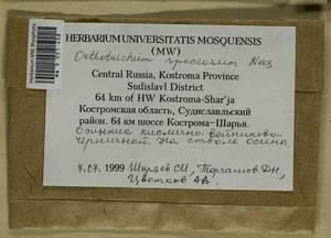 Lewinskya speciosa (Nees) F. Lara, Garilleti & Goffinet, Гербарий мохообразных, Мхи - Центральное Нечерноземье (B6) (Россия)