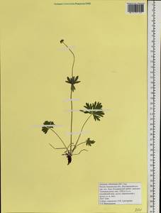 Anemonastrum narcissiflorum subsp. villosissimum (DC.) Á. & D. Löve, Сибирь, Чукотка и Камчатка (S7) (Россия)