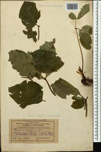 Paeonia daurica subsp. tomentosa (Lomakin) D.Y.Hong, Кавказ, Азербайджан (K6) (Азербайджан)