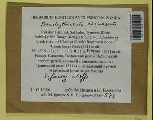 Brachythecium cirrosum (Schwägr.) Schimp., Гербарий мохообразных, Мхи - Дальний Восток (без Чукотки и Камчатки) (B20) (Россия)