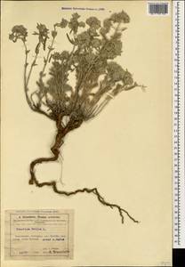 Дубровник белый, Дубровник беловойлочный L., Кавказ, Азербайджан (K6) (Азербайджан)