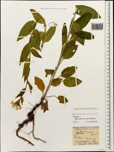 Hesperis matronalis subsp. adzharica (Tzvelev) Cullen, Кавказ, Грузия (K4) (Грузия)