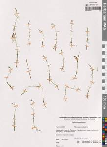 Болотник обыкновенный L., Сибирь, Чукотка и Камчатка (S7) (Россия)