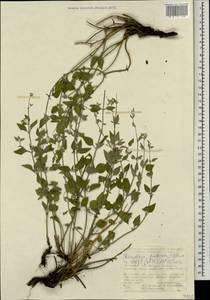 Clinopodium serpyllifolium subsp. fruticosum (L.) Bräuchler, Кавказ, Турецкий Кавказ (K7) (Турция)
