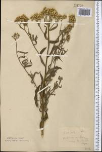 Achillea salicifolia subsp. salicifolia, Средняя Азия и Казахстан, Северный и Центральный Казахстан (M10) (Казахстан)