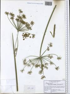 Heracleum sphondylium subsp. ternatum (Velen.) Brummitt, Западная Европа (EUR) (Италия)