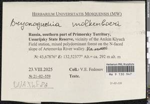 Bryonoguchia molkenboeri (Sande Lac.) Z. Iwats. & Inoue, Гербарий мохообразных, Мхи - Дальний Восток (без Чукотки и Камчатки) (B20) (Россия)