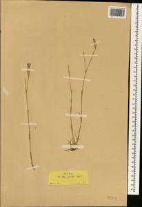 Dianthus zonatus Fenzl, Зарубежная Азия (ASIA) (Турция)