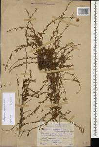 Курчавка отогнутая Lam., Кавказ, Дагестан (K2) (Россия)