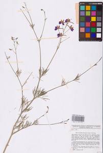 Delphinium consolida subsp. divaricatum (Ledeb.) A.Nyár., Восточная Европа, Северо-Украинский район (E11) (Украина)