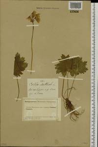 Primula matthioli subsp. sibirica (Andrz. ex Besser) Kovt., Сибирь, Алтай и Саяны (S2) (Россия)
