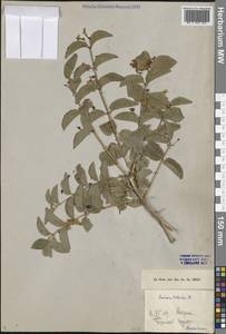 Жимолость татарская L., Средняя Азия и Казахстан, Северный и Центральный Тянь-Шань (M4) (Казахстан)