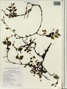 Persicaria capitata (Buch.-Ham. ex D. Don) H. Gross, Африка (AFR) (Португалия)