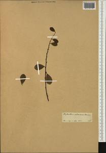 Phyllanthus urinaria L., Австралия и Океания (AUSTR)