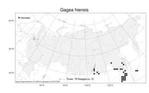 Gagea hiensis, Гусиный лук гиенский Pascher, Атлас флоры России (FLORUS) (Россия)