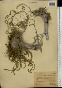 Бассия простертая (L.) Beck, Восточная Европа, Северо-Украинский район (E11) (Украина)