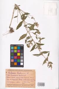 MHA 0 154 250, Пикульник ладанниковый L., Восточная Европа, Средневолжский район (E8) (Россия)