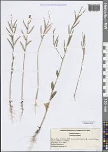 Rhamphospermum arvense (L.) Andrz. ex Besser, Восточная Европа, Средневолжский район (E8) (Россия)